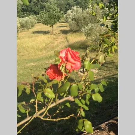 Cetinali * Гаворрано